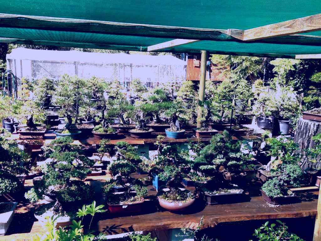 SubjectCoach | Bonsai at the Bay