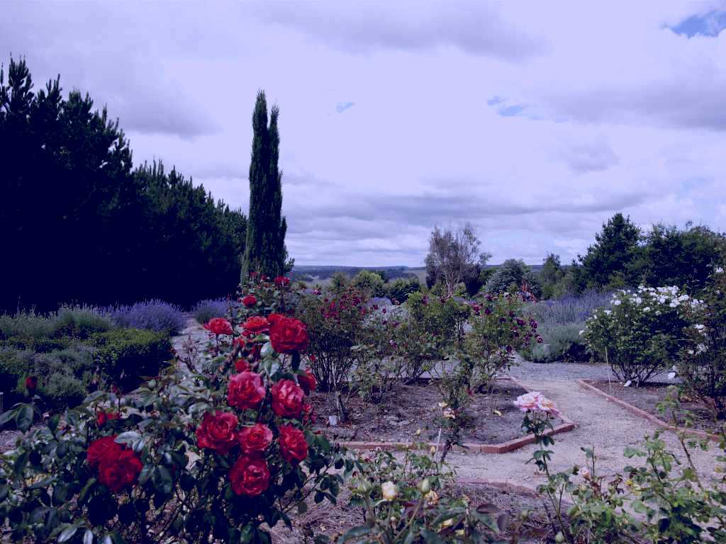 SubjectCoach | Crystal Brook Lavender Farm