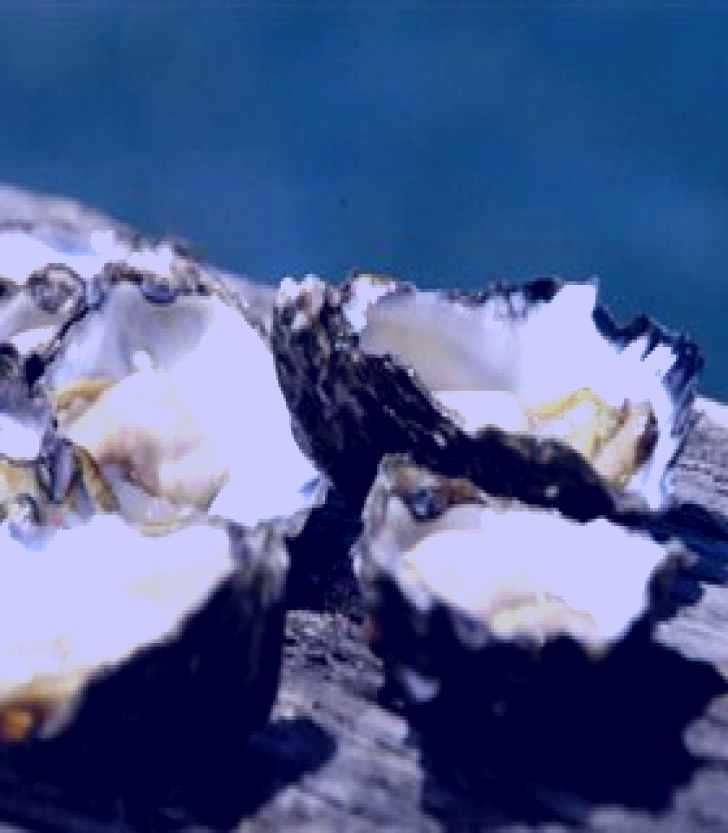 SubjectCoach | Jim Wilds Oyster Service