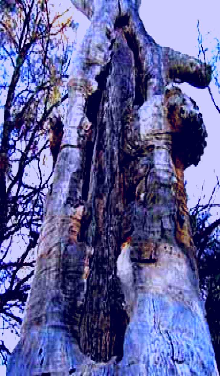 SubjectCoach | Junction Island Nature Reserve, Canoe Tree and Walking Track