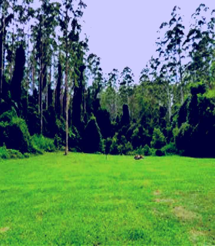 SubjectCoach | Kerewong State Forest
