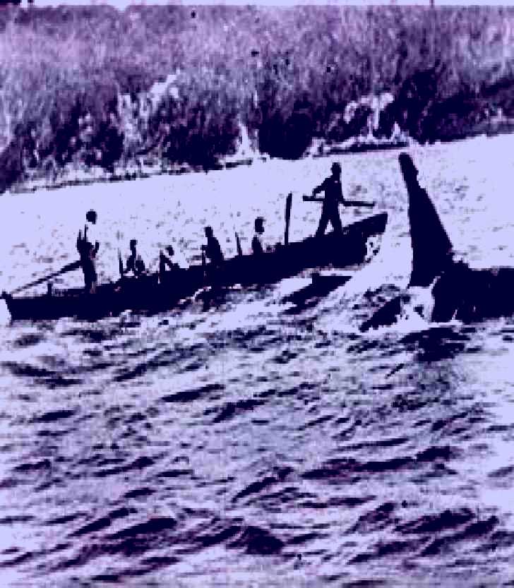 SubjectCoach | Killer Whale Trail
