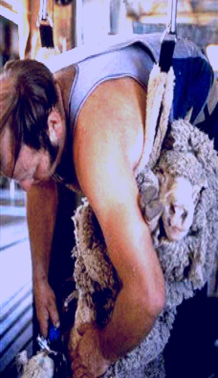 SubjectCoach | Kuriong Sheep Station