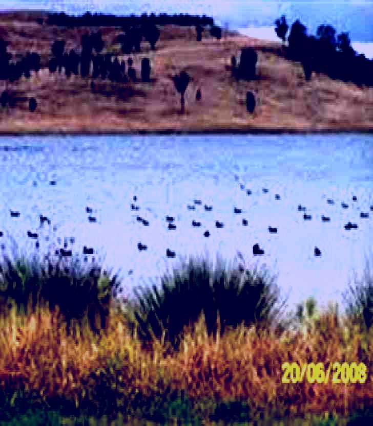 SubjectCoach | Lake Liddell Recreation Area