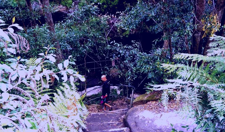 SubjectCoach | Leura Cascades Fern Bower