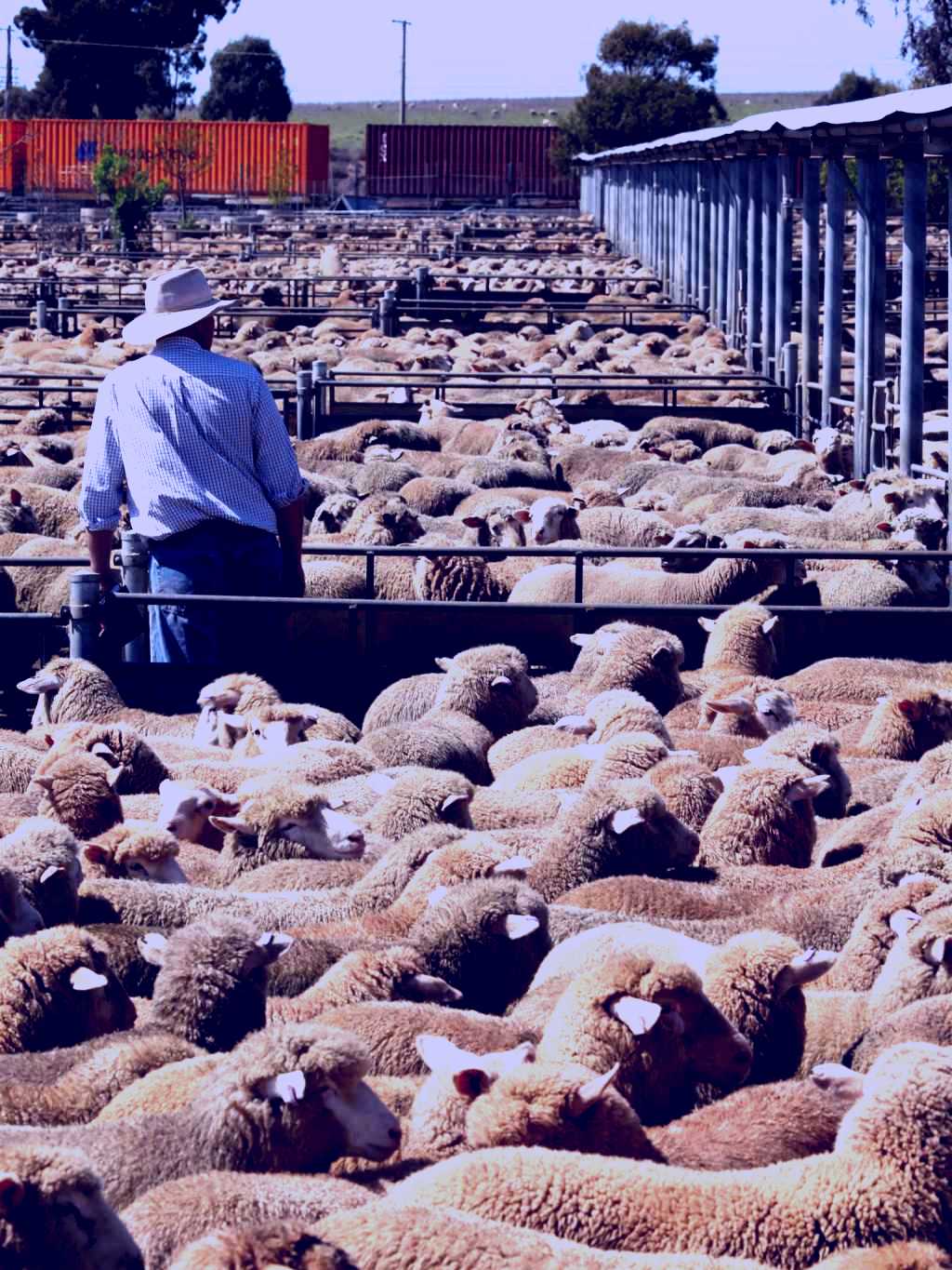 SubjectCoach | Livestock Marketing Centre