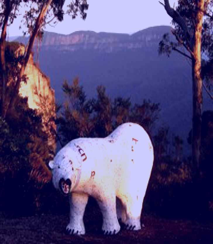SubjectCoach | Lost Bear Gallery