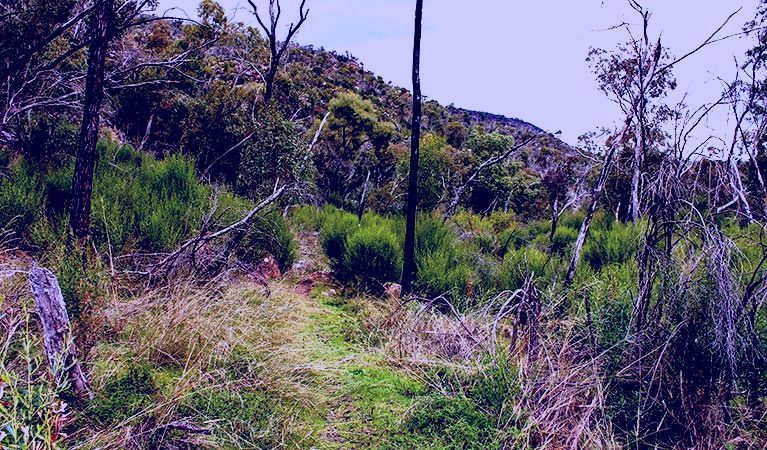 SubjectCoach | Lynchs loop trail