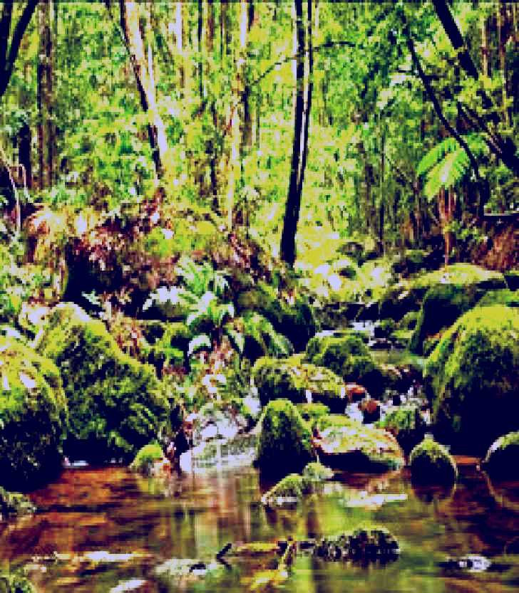 SubjectCoach | Strickland State Forest