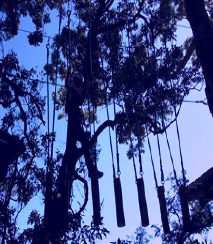 SubjectCoach | Trees Adventure Nowra Park