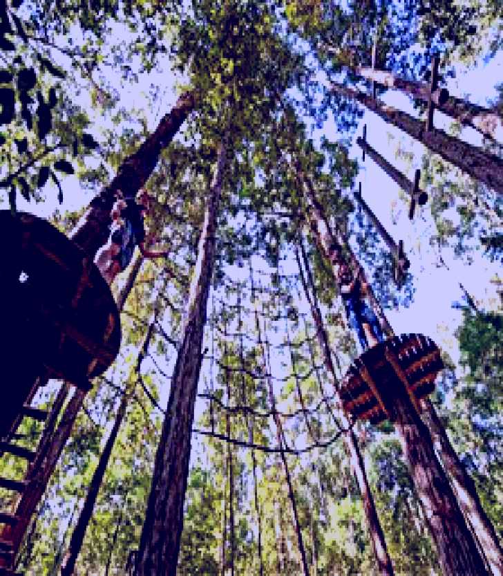 SubjectCoach | TreeTop Adventure Park Central Coast