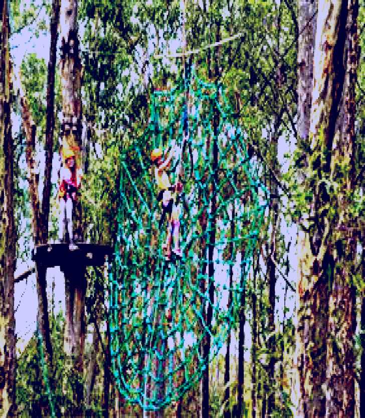 SubjectCoach | TreeTop Adventure Park Newcastle