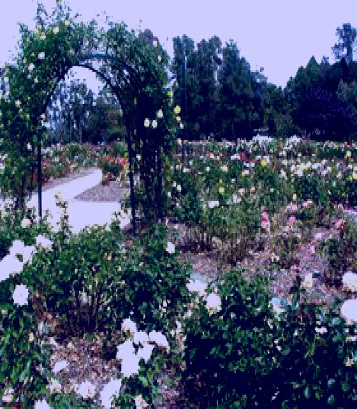 SubjectCoach | Victoria Park Rose Garden