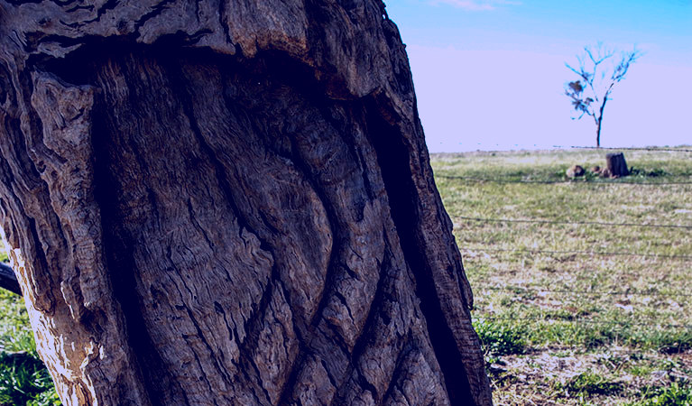 SubjectCoach | Yuranighs Aboriginal Grave Historic Site