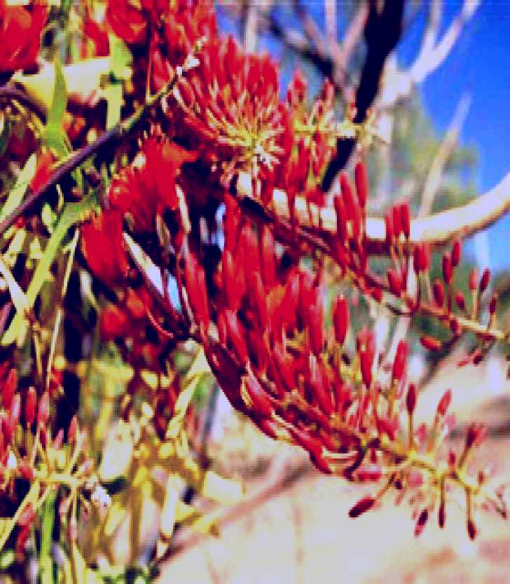 SubjectCoach | Olive Pink Botanic Garden