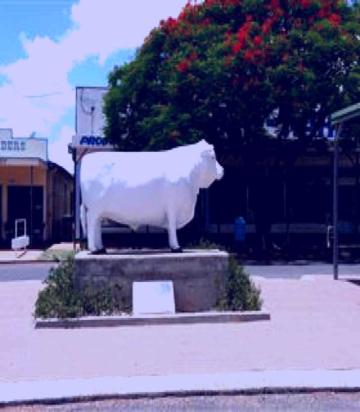 SubjectCoach | Aramac - The White Bull