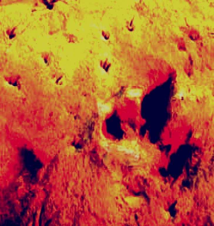 SubjectCoach | Australia's Dinosaur Trail