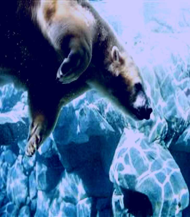 SubjectCoach | Australia's Sea World