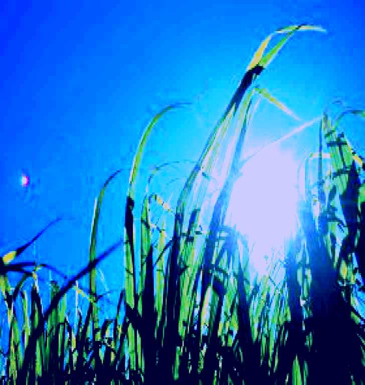 SubjectCoach | Australian Sugar Industry Museum