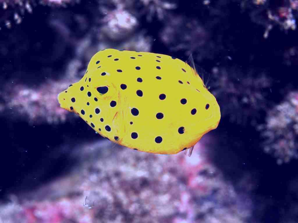 SubjectCoach | Barolin Rocks Dive Site