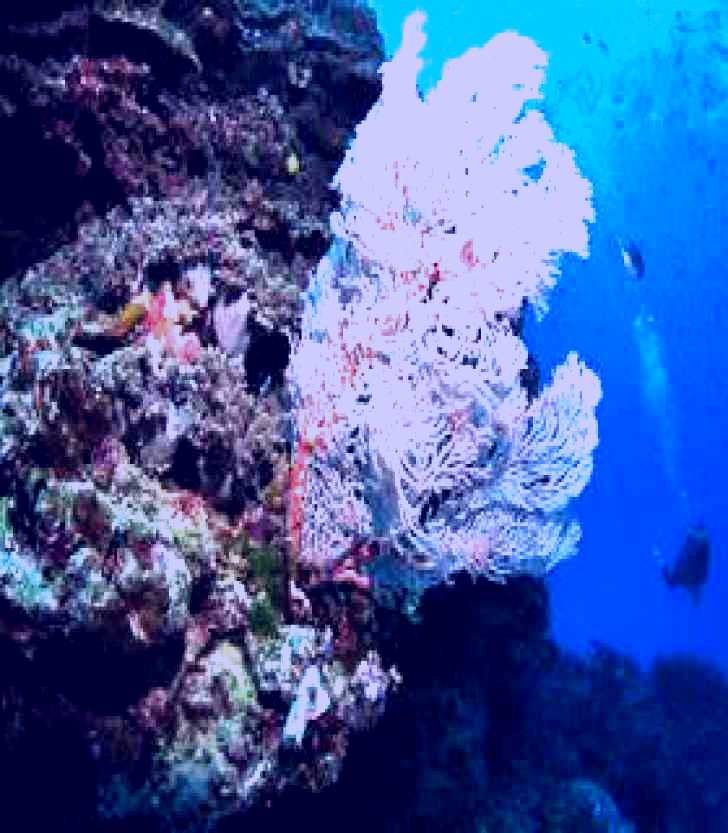 SubjectCoach | Barracuda Bommie Dive Site