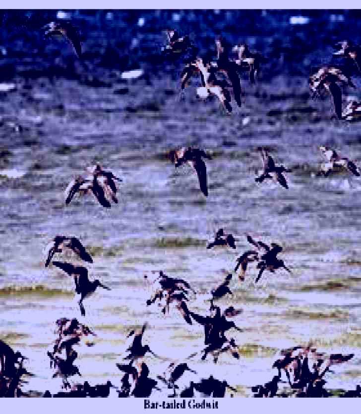 SubjectCoach | Bird Watching - Tin Can Bay