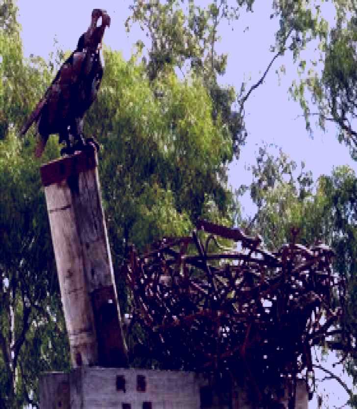 SubjectCoach | Blackall Sculpture Trail