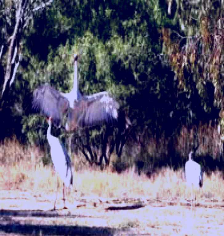 SubjectCoach | Bulloo River Walk
