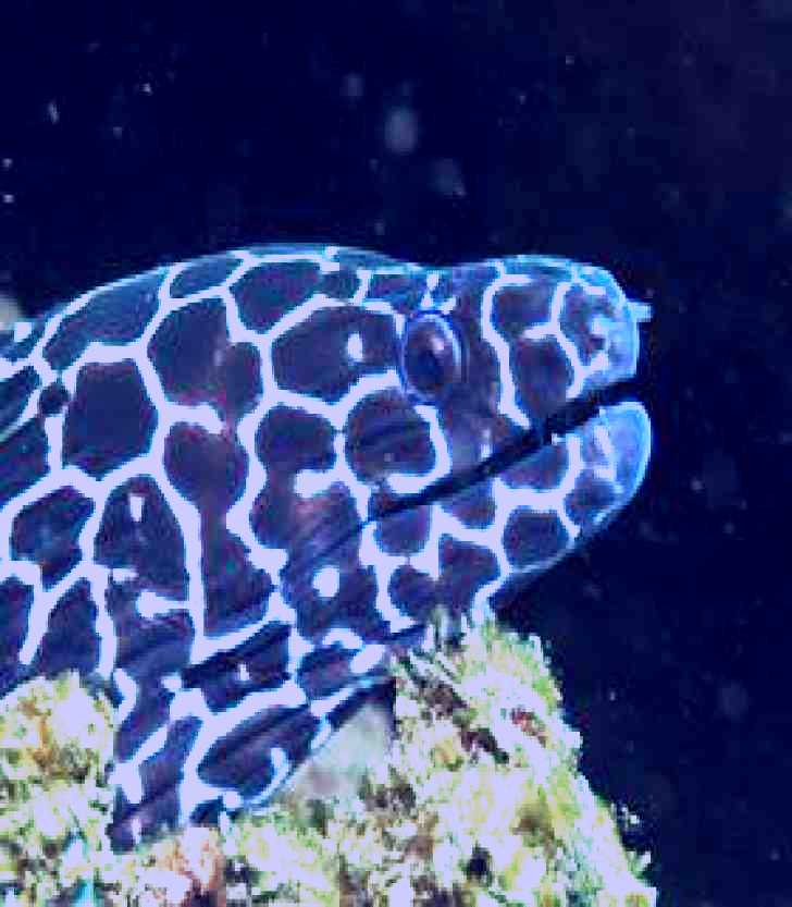SubjectCoach | Burkitts Reef Dive Site