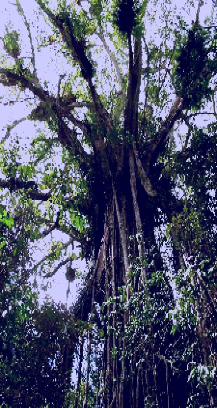 SubjectCoach | Cathedral Fig Tree