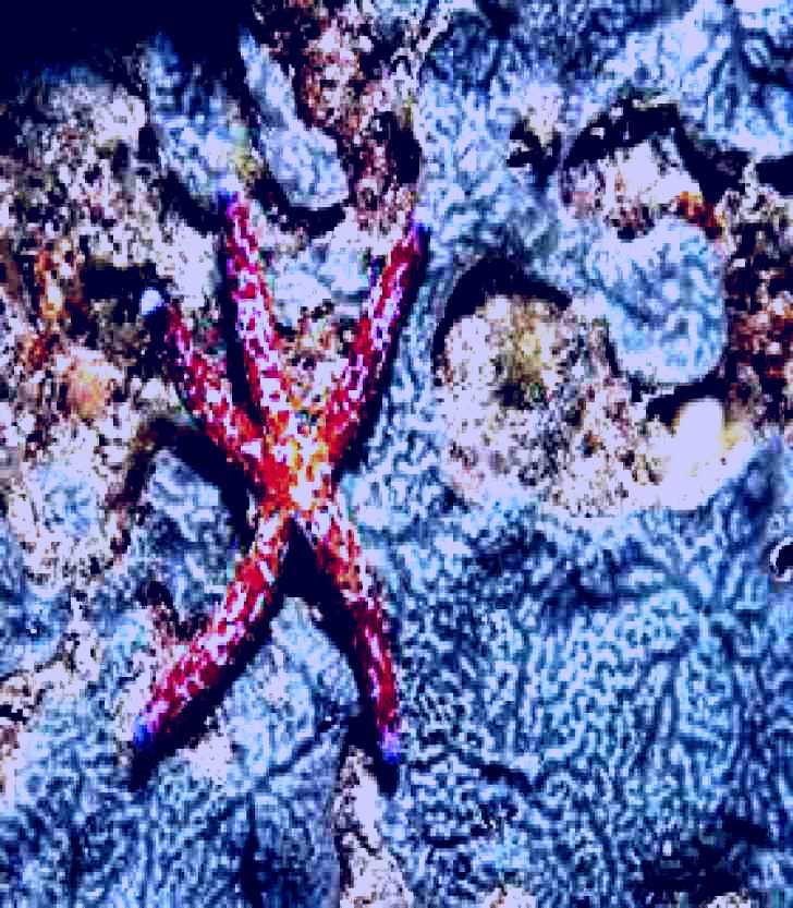 SubjectCoach | Clam Gardens Dive Site