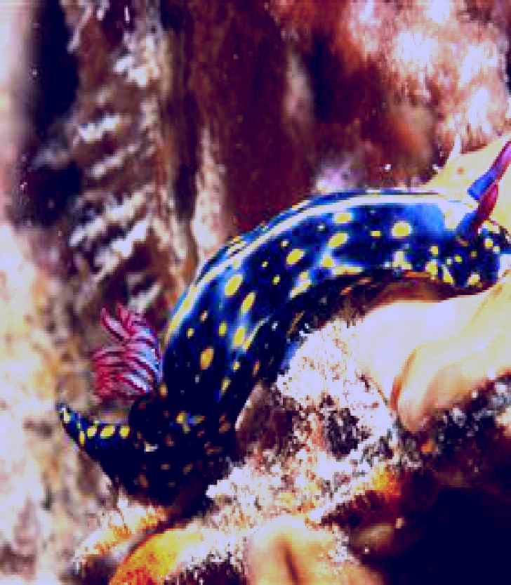 SubjectCoach | Cochrane Artificial Reef Dive Site