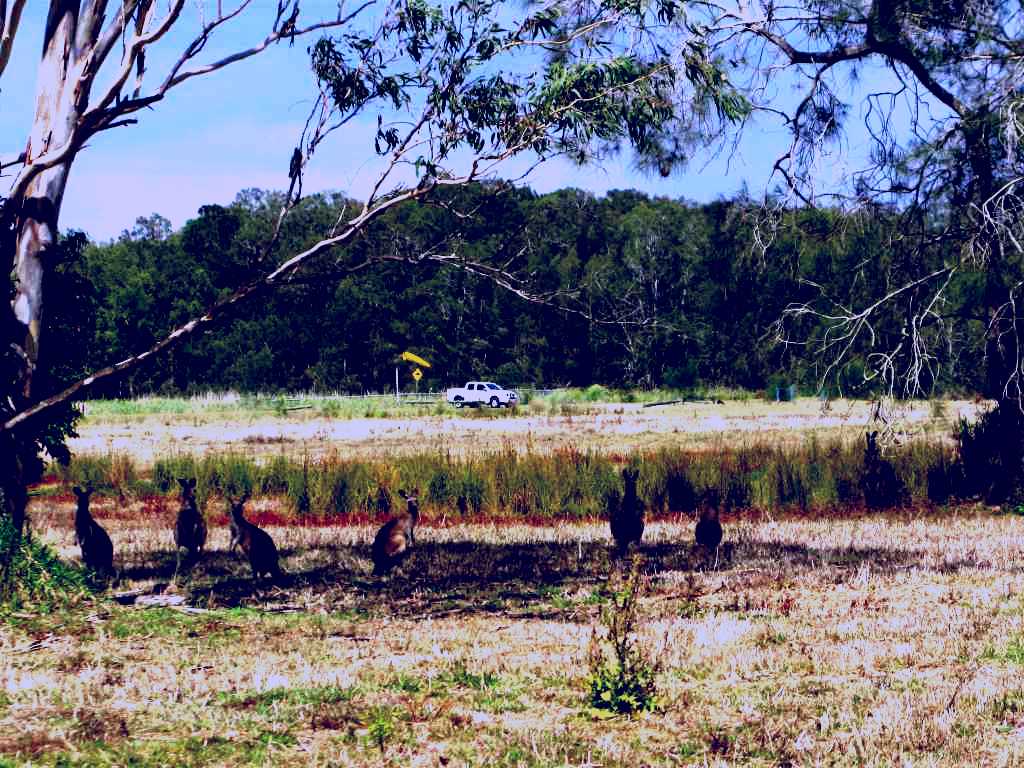 SubjectCoach | Coombabah Lakes Conservation Area