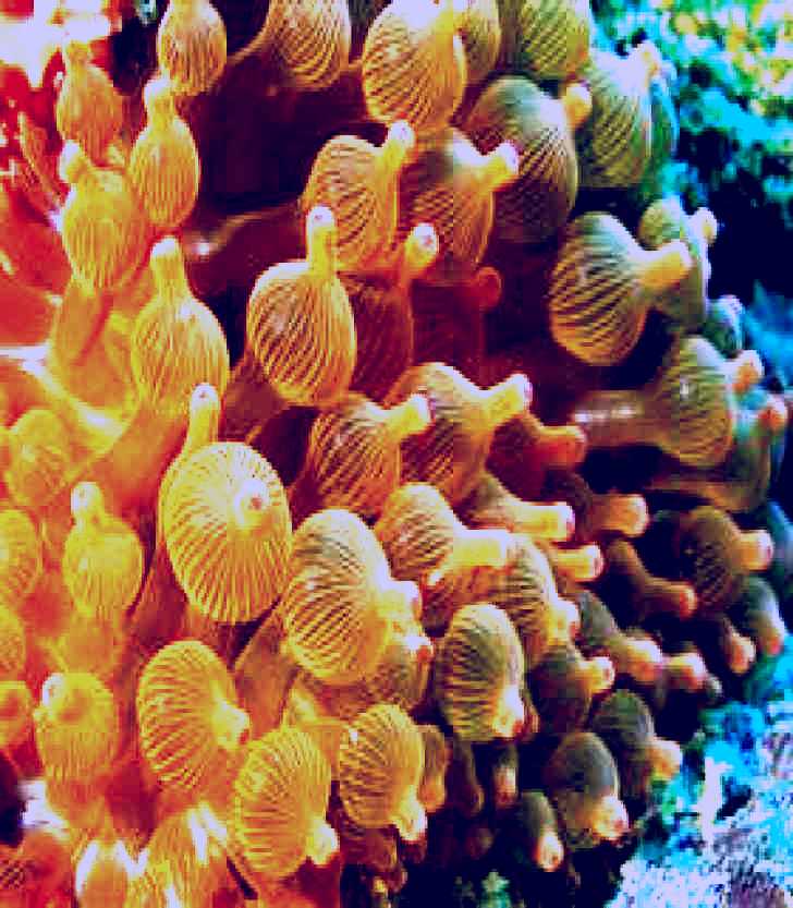 SubjectCoach | Coral Gardens Dive Site Mooloolaba