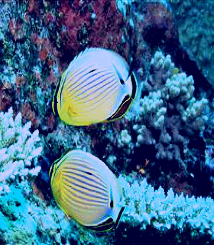 SubjectCoach | Coral Gardens Dive Site, Flynn Reef