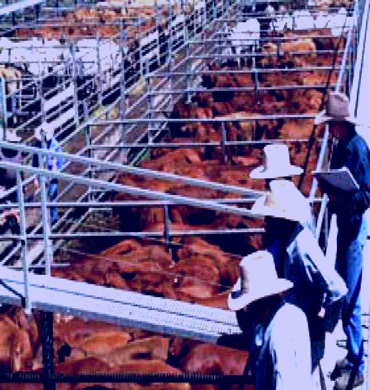 SubjectCoach | Dalrymple Sales Yards - Cattle Sales