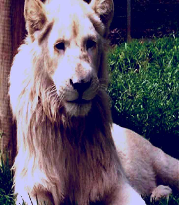 SubjectCoach | Darling Downs Zoo