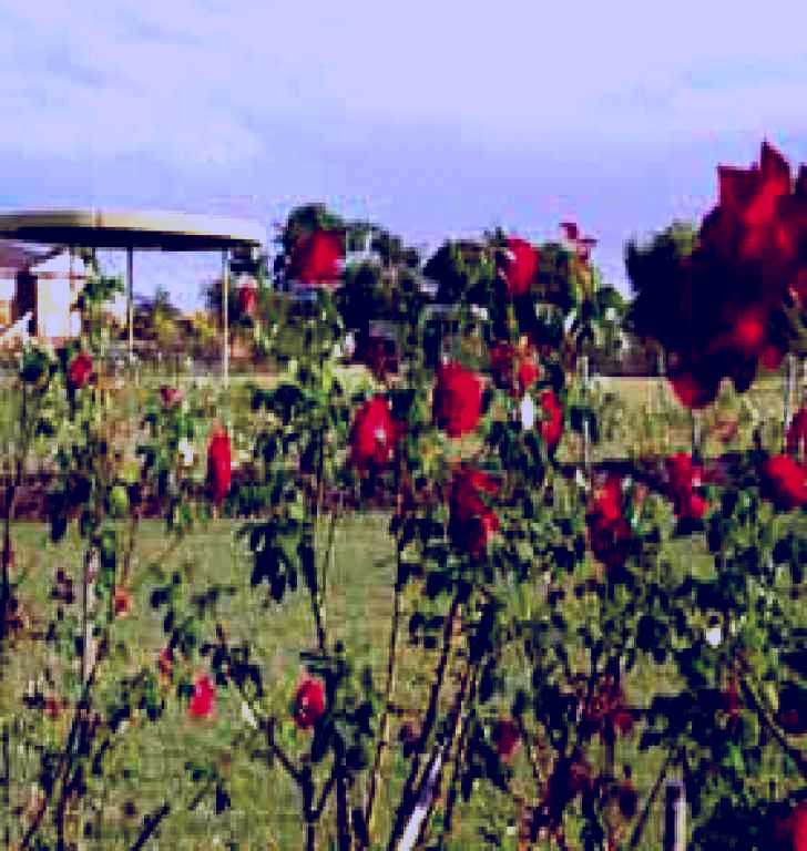 SubjectCoach | Elizabeth Park Rose Gardens
