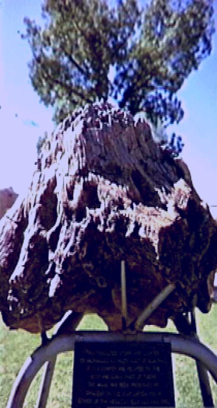 SubjectCoach | Fossilised Tree