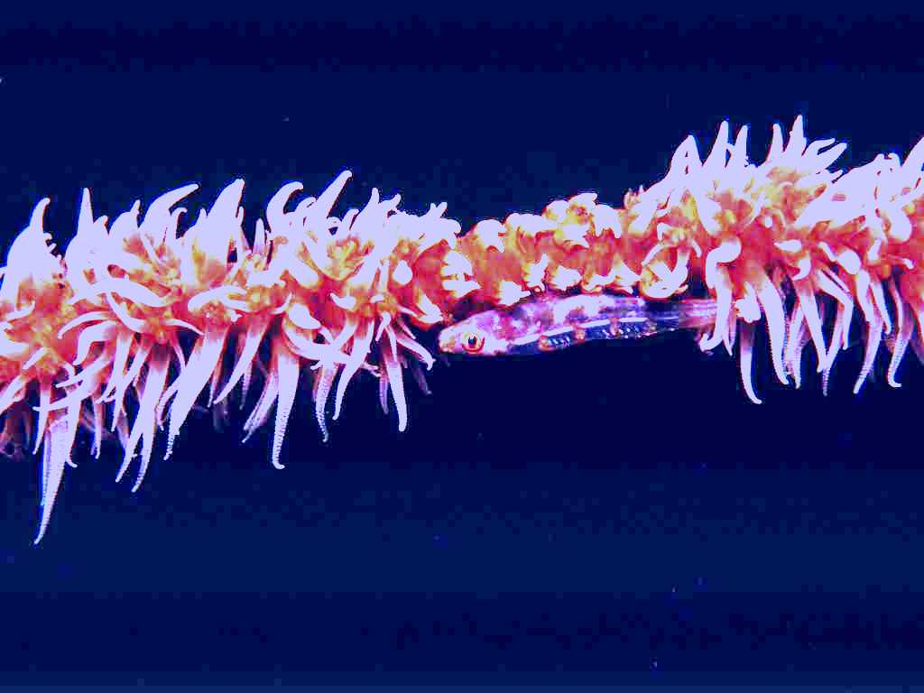 SubjectCoach | Great Detached Reef Dive Site