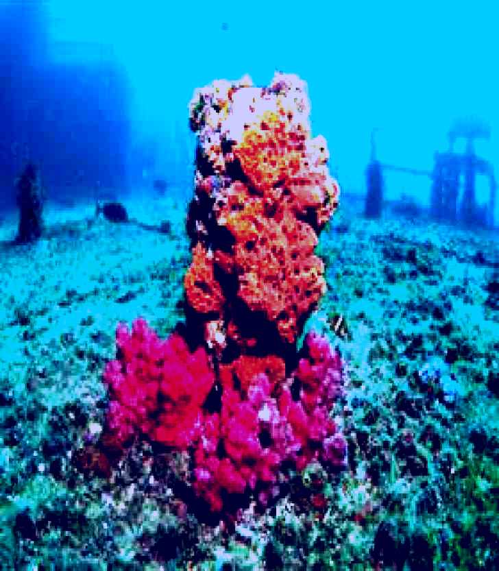 SubjectCoach | HMAS Brisbane Dive Site