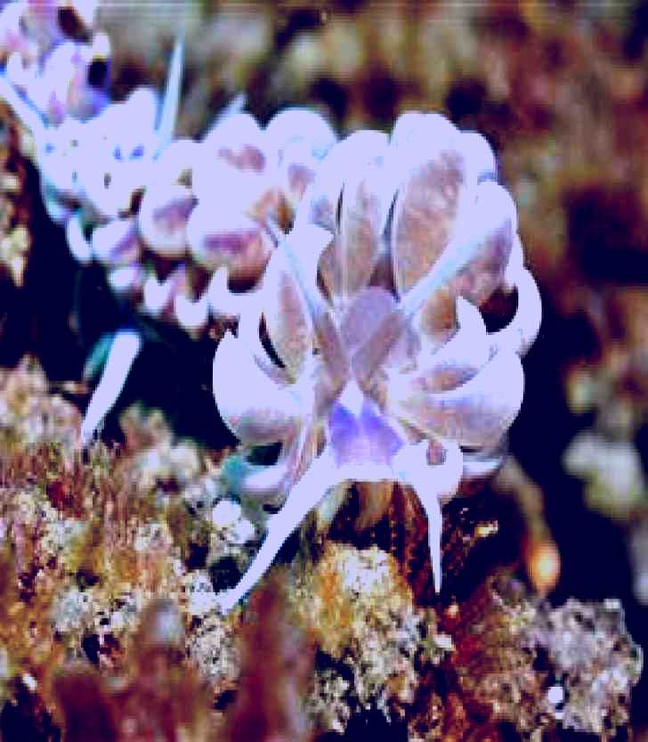 SubjectCoach | Hoffman's Rocks Dive Site