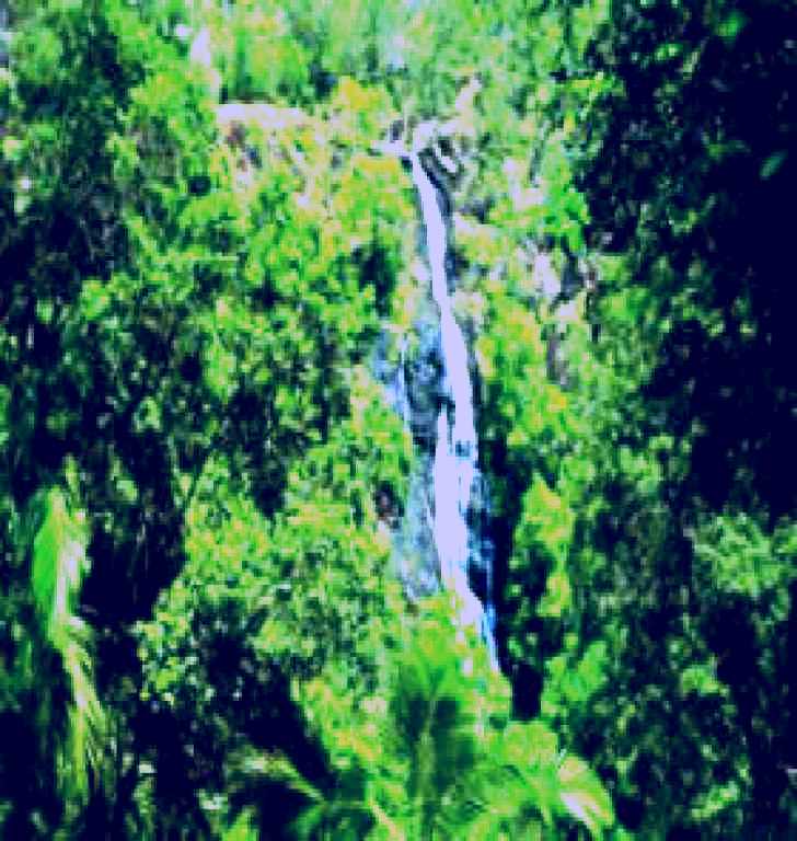 SubjectCoach | Kondalilla National Park