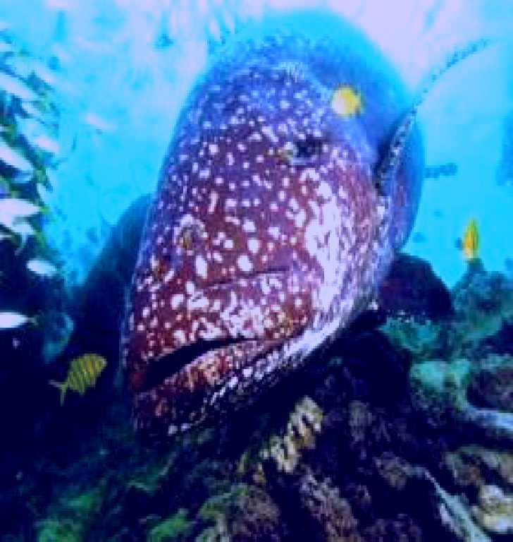 SubjectCoach | Lady Musgrave Island Dive Sites