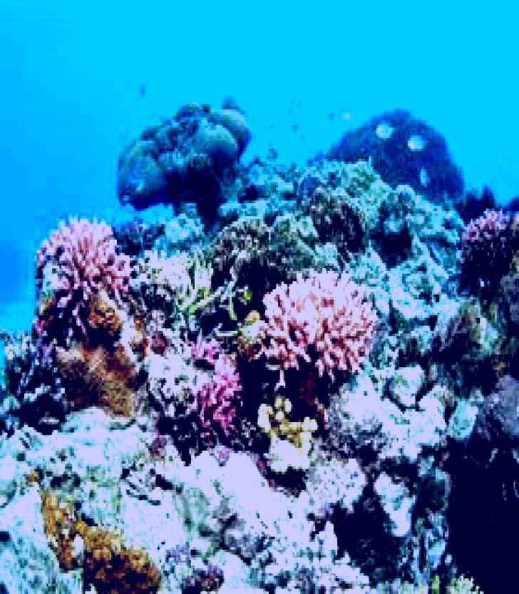 SubjectCoach | Lady Musgrave Lagoon Dive Site