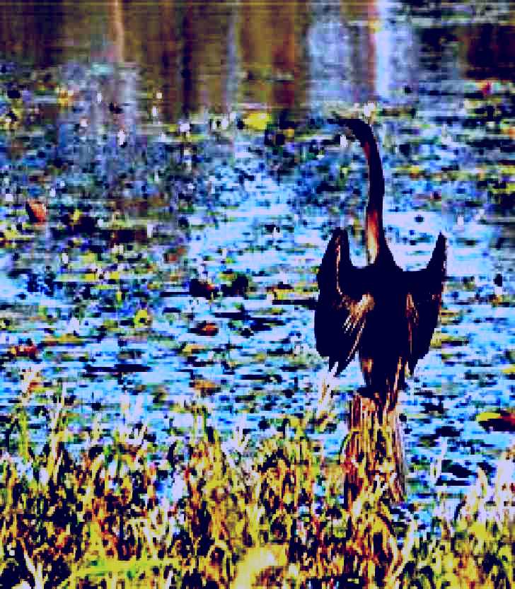SubjectCoach | Lake Apex Park