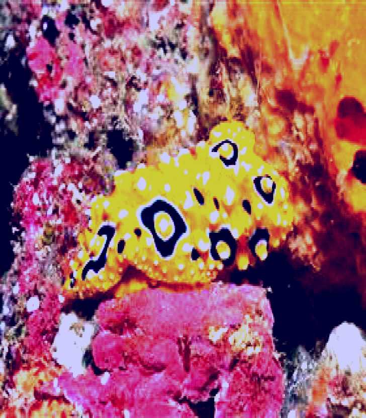 SubjectCoach | Magic Mountain Dive Site