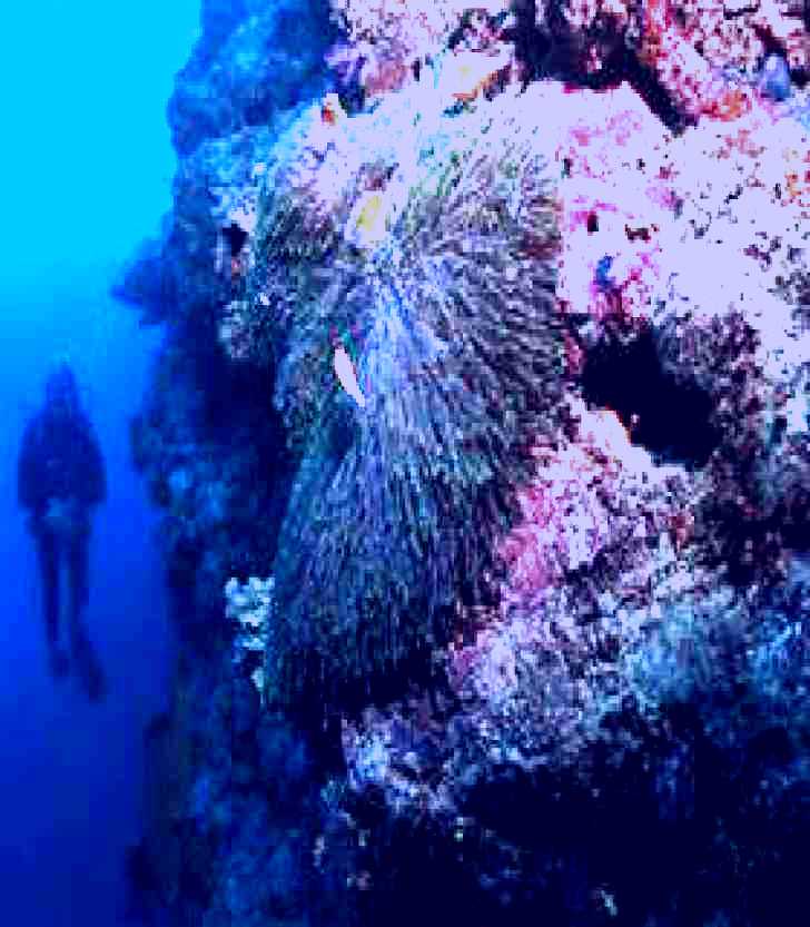 SubjectCoach | Manta Ray Drop Off Dive Site