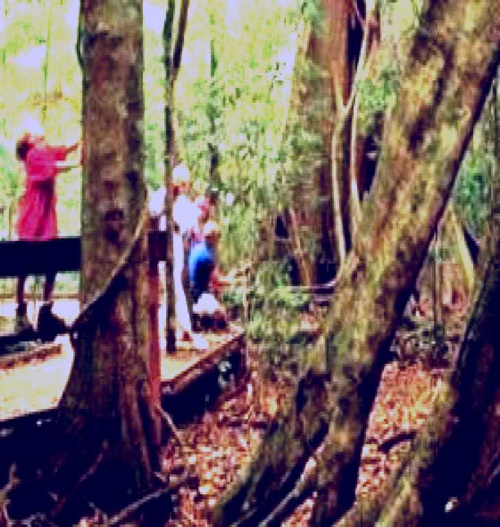 SubjectCoach | Mary Cairncross Scenic Reserve