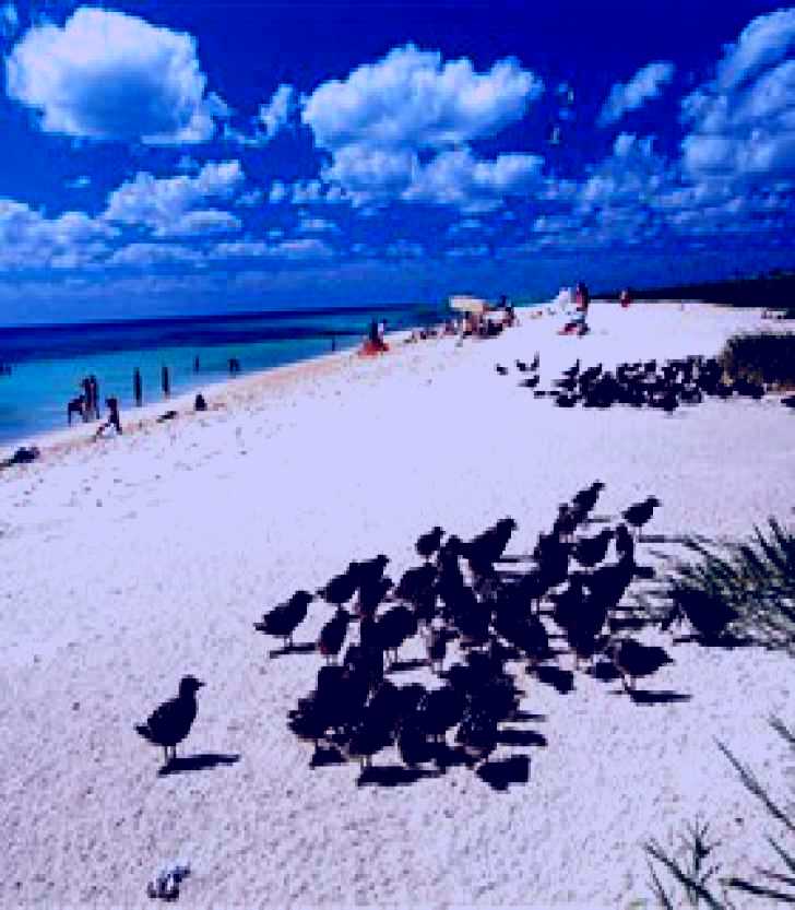 SubjectCoach | Michaelmas and Upolo Cays National Park
